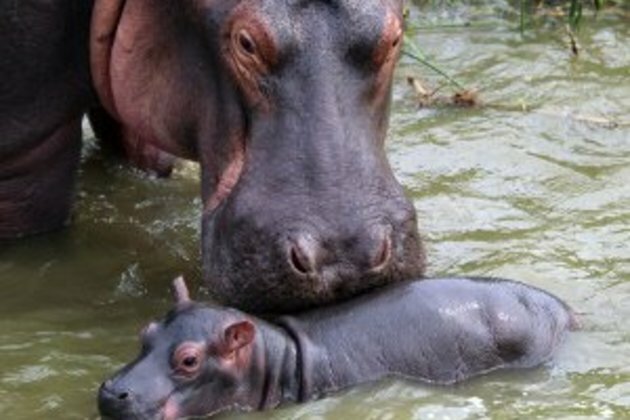 63-year-old woman dies after being attacked by hippo