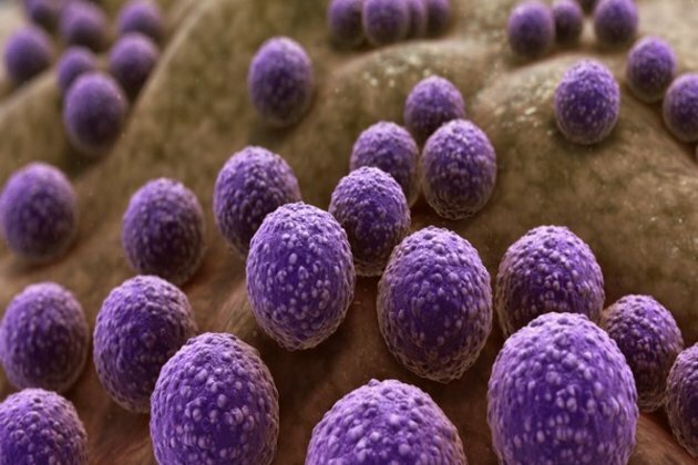 Critical effects of ageing on gut microbiome examined during new study