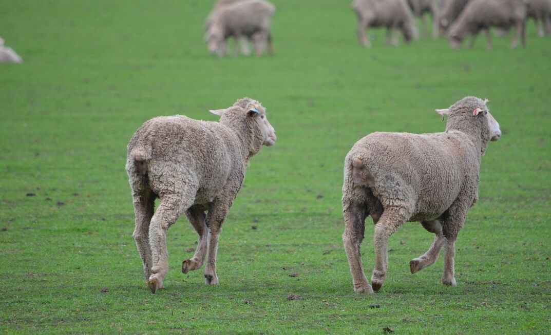 The Sheep Sustainability Framework is focused on monitoring, measuring, and reporting on industry performance. 