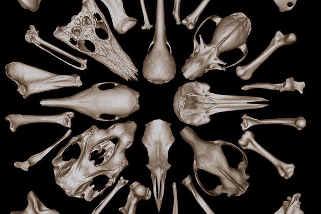 AUSTRALIA-UNIVERSITY-3D ANIMAL BONE DATABASE