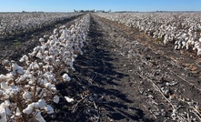 Boosting cotton production is part of a new $5.3 million collaborative industry partnership project in Queensland that will also target grain and pulse crops.