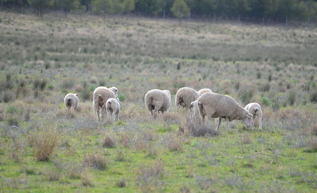 Episode 3 said the sharp rise in livestock prices exacerbates the difficulty for processors trying to maintain throughput at profitable levels.