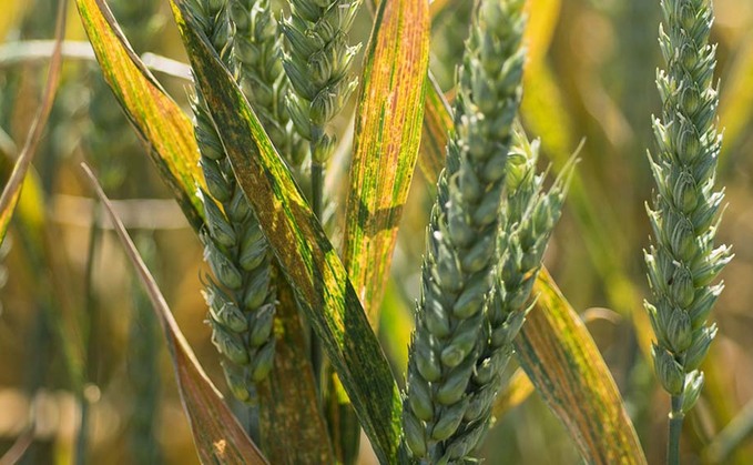 Testing yellow rust resistance at young plant stage