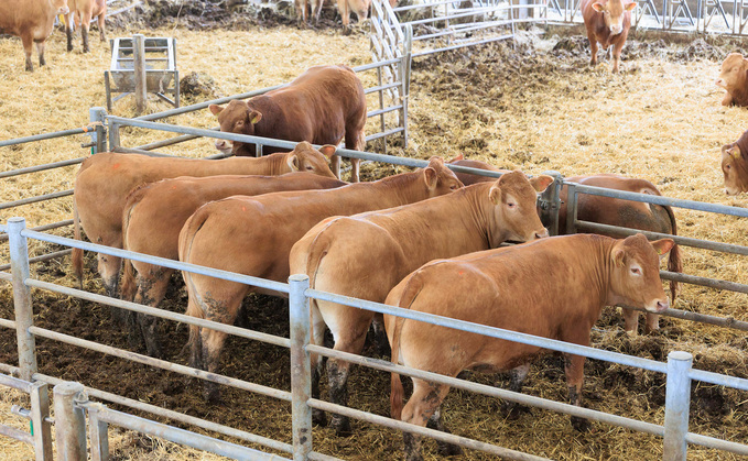 East Yorkshire Limousin herd continues to strive for genetic improvement