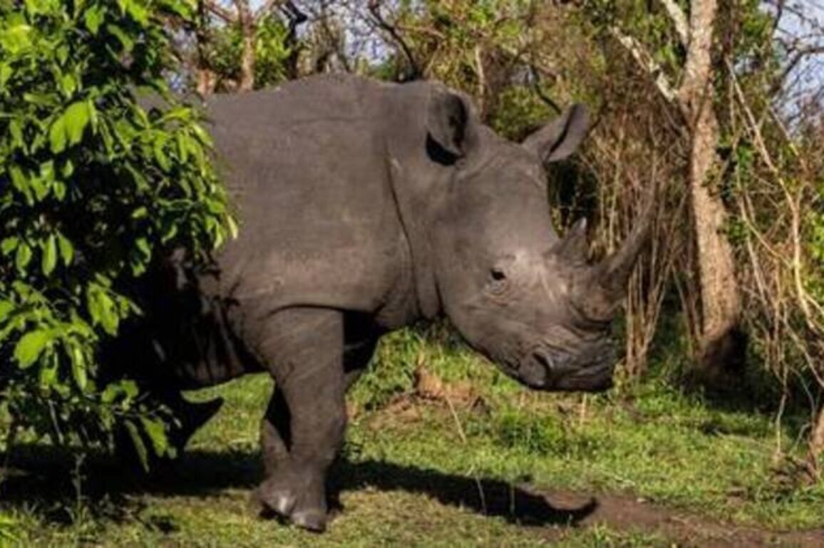 Rhinos back in African park for first time after 40 years (PHOTOS, VIDEO)