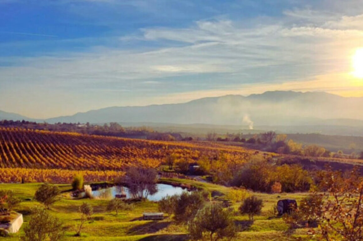 Bulgaria Joins Iter Vitis, Aiming to Boost Wine and Cultural Tourism
