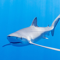 US scientists use sharks to collect ocean data on hurricane prediction