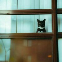 My cat needs to be contained indoors - how do I make sure it stays happy?