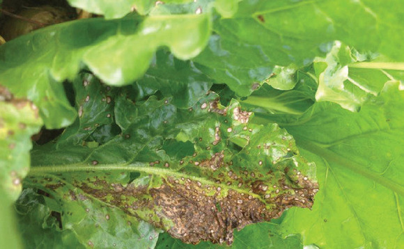 Wet, warm weather boosts cercospora and rust levels in beet