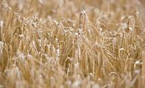 Heineken backs regen farmers with barley switch