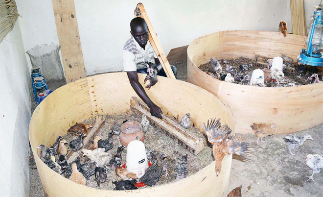 kengs poultry unit has 27 chickens e now sends home between sh20000  sh30000 every month