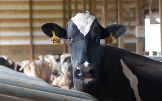 Antimicrobial use across UK's dairy farms continues to fall  