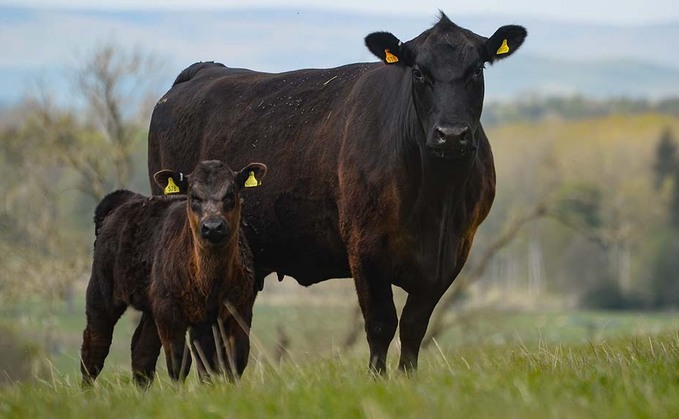 Scottish Gov calls on Eustice to take advantage of EU corona support for farmers