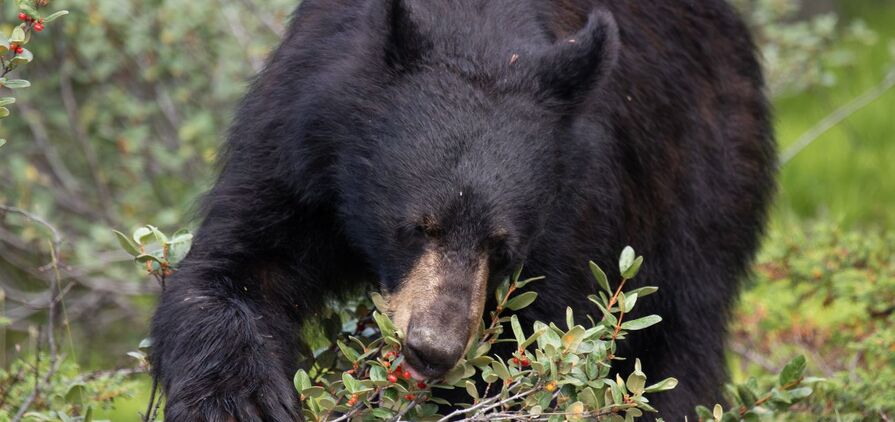 New figures from Statistics Canada (StatCan) and ABARES reinforced a bearish tone for grain and oilseed prices. 
