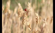  With the plans created through engaging local stakeholders to identify key insights, each of the three Victorian plans released has different suggested action-priority areas to build drought resilience. Image credit: Zura Narimanishvili, Unsplash.