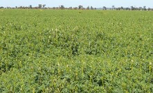 New lupin varieties offer enhance disease resistance