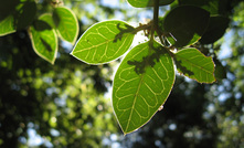  The native naranjillo trees are included on a “vulnerable species" list. Photo: pabloendemico 