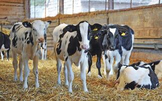 What is the link between nutrition and pot-bellied calves?  