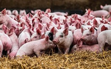 Coronavirus halts rise in pig prices