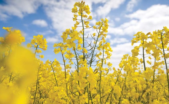 Hybrids dominate AHDB 2021/22 oilseed rape Recommended List
