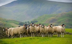 'Sheep play a vital role' - NFU unveils vision to build thriving sheep sector