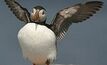 Norwest hits jackpot with Puffin royalty