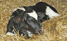 Practical advice and solutions for better calf rearing