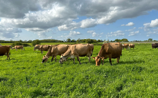 Switch to regenerative practices leads to success on Norfolk dairy farm