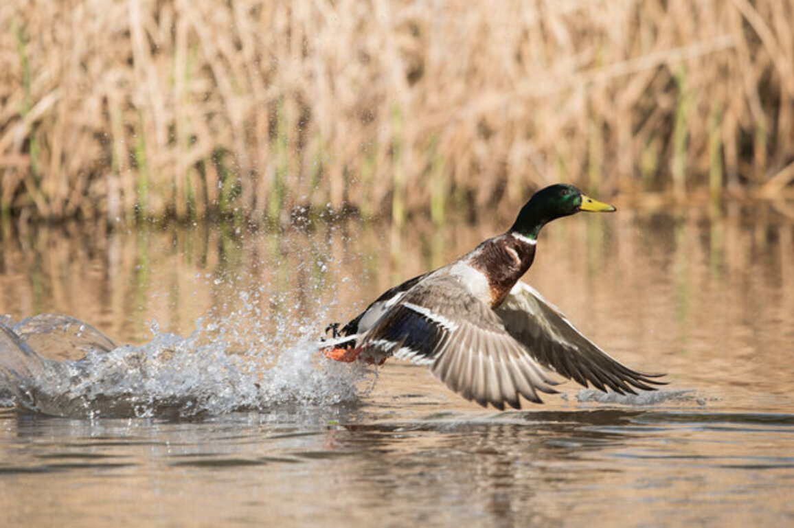 Waterfowl numbers on decline in Mississippi Alluvial Valley 