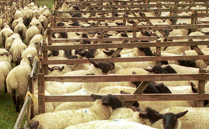 Domestic demand and NZ imports dip supports lamb prices