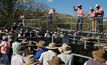 Saleyards get safety upgrade