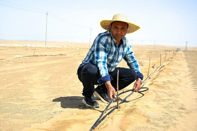 Desert roses blossom into windbreaks and wealth