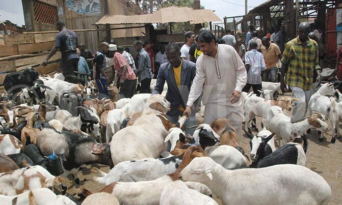 Animal prices hiked as Muslim mark Idd Adhuha Animal prices hiked as Muslim mark Idd Adhuha