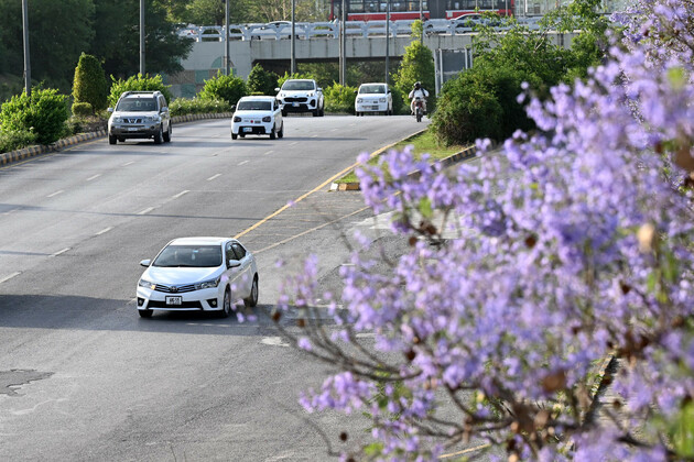 PAKISTAN-ISLAMABAD-JACARANDA-BLOOMING