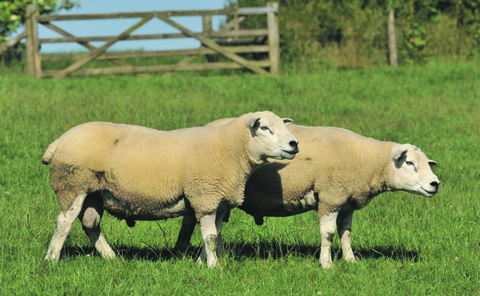 APHA confirmed another case of bluetongue had been identified in a sheep