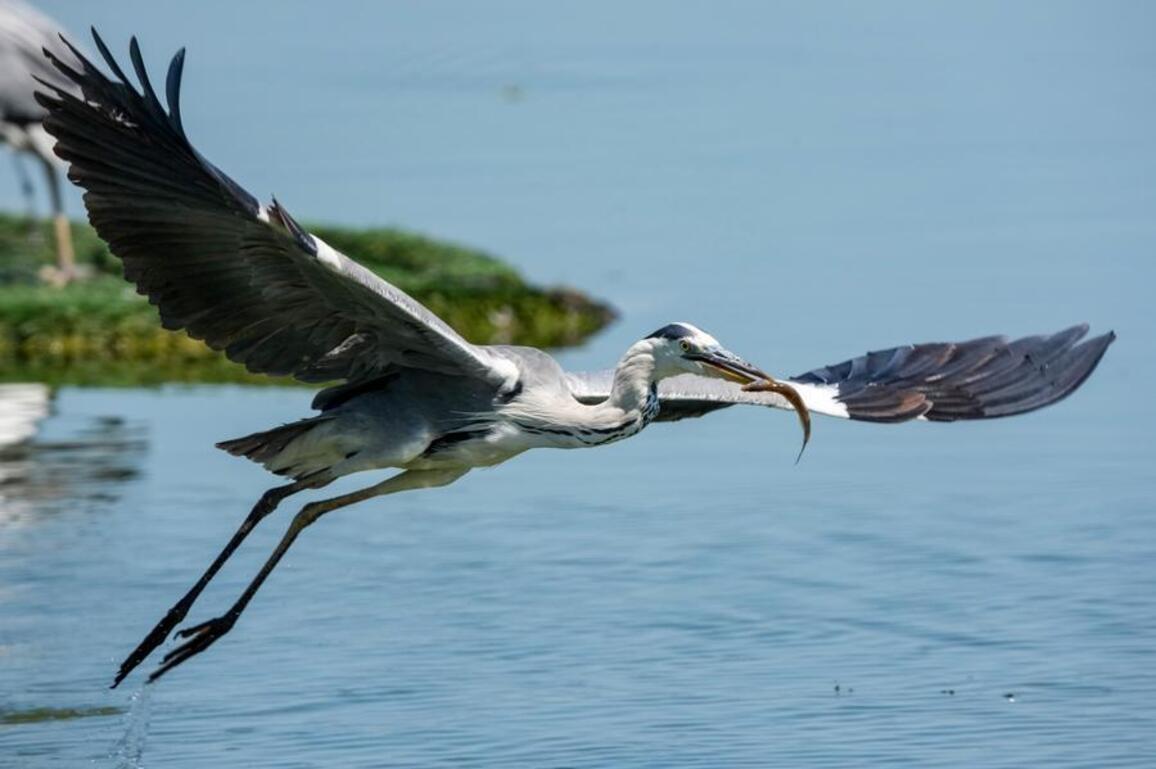 EcoChina | Hengshui Lake, a haven for rare birds in N China's Hebei