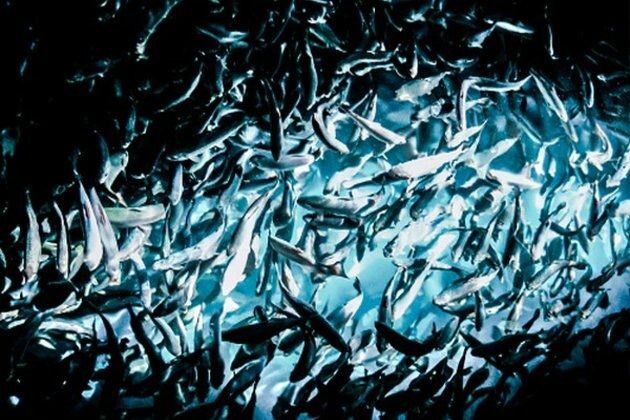 Pakistan's fish export hit by Chinese ban