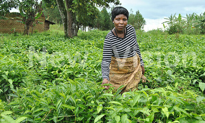 Government to undertake tea research Government to undertake tea research