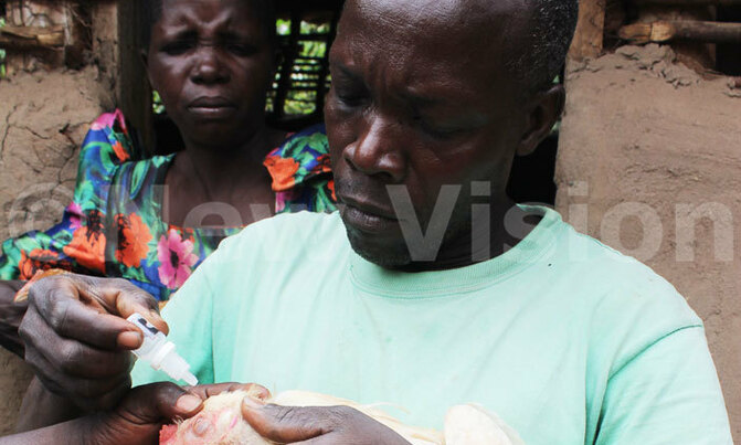 Making markets to fight Newcastle Disease in Uganda Making markets to fight Newcastle Disease in Uganda