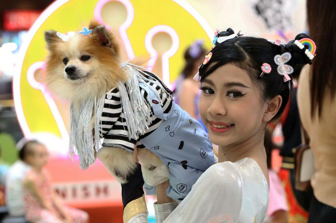 Asia Album: Highlights of pet fashion show in Thailand