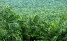 GreenToken: Unilever and SAP aim to tackle palm oil deforestation with blockchain pilot
