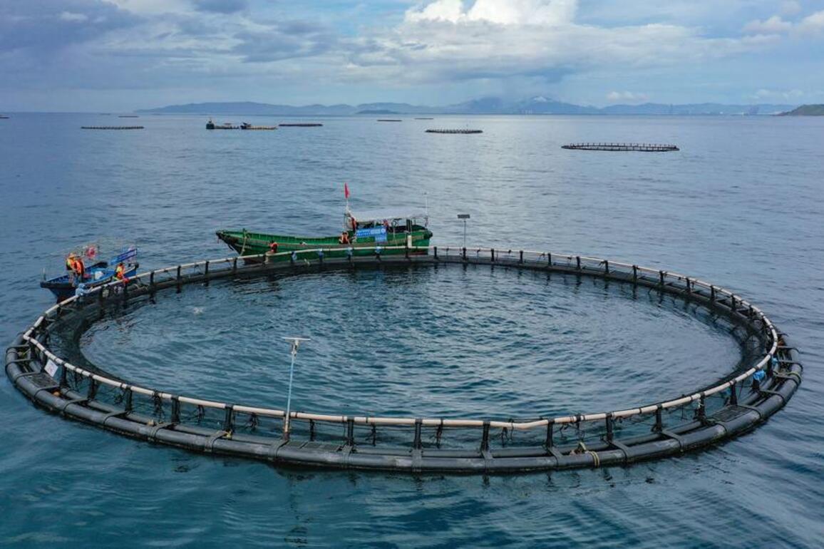 HainanOutlook | Tuna farming boosts high-quality development of fishery industry in S China's Hainan