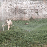 MP: Special arrangements made at Gwalior Zoo to protect wildlife from rising heat
