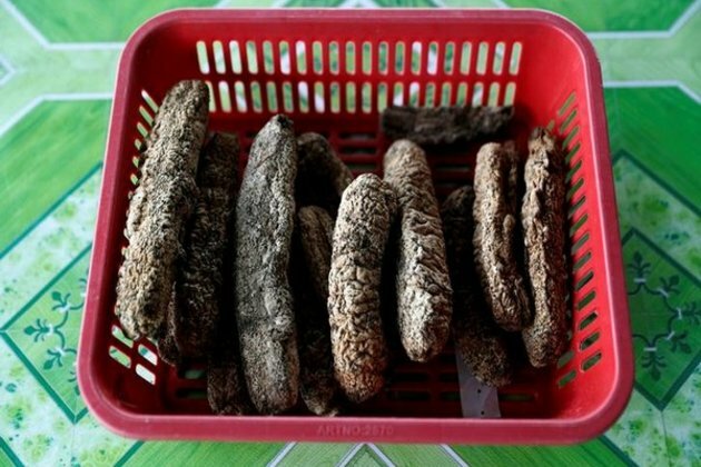 Sea cucumbers weighing 200 kg seized in Tamil Nadu, 10 held