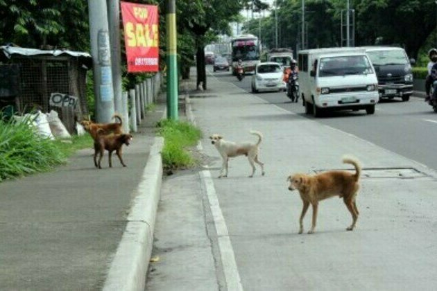 Unwanted dogs, cats in QC will soon find homes