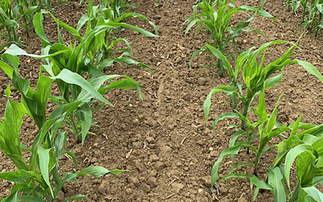 Slow and tricky start to the maize growing season