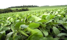 Nova planta de processamento da Verde está dentro do prazo