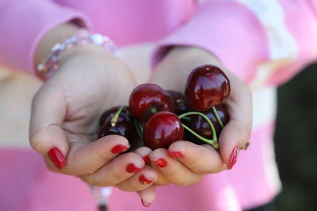 How Chile's cherries learn to ignore Chinese Lunar New Year