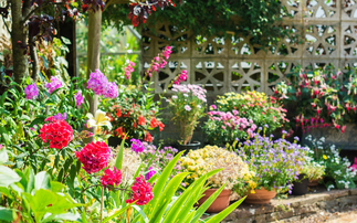 Defra and RHS launch virtual plant health centre