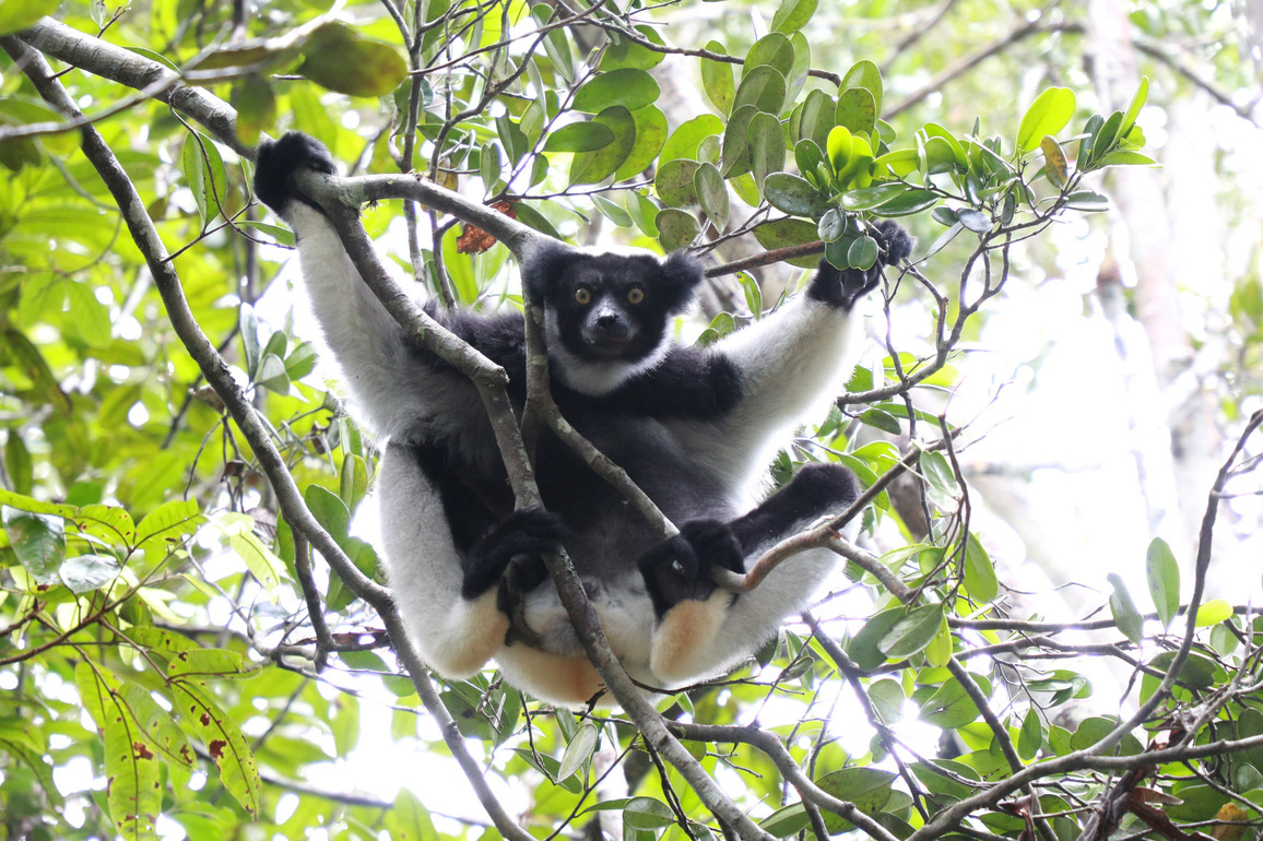 MADAGASCAR-ANDASIBE NATIONAL PARK-LEMURS